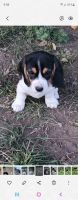 Beagle Puppies for sale in Kamloops, BC, Canada. price: $123