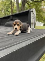 Beagle Puppies for sale in Connersville, IN 47331, USA. price: $200