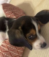 Beagle Puppy for Sale (Female)