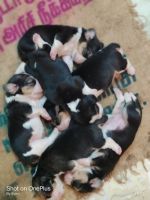Beagle Puppies for sale in Vellore, Tamil Nadu, India. price: 10,000 INR