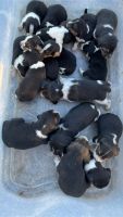 Beagle Puppies for sale in Norwood, North Carolina. price: $300