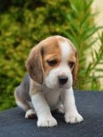 Beagle Puppies for sale in Delaware City, Delaware. price: $500