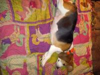Beagle Puppies for sale in Lindley, NY 14858, USA. price: $400