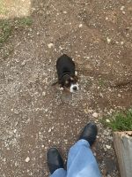 Beagle Puppies for sale in Lawton, Oklahoma. price: $300