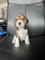 Beagle Puppies for sale in Colorado Springs, Colorado. price: $500
