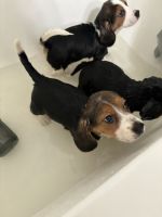 Beagle Puppies for sale in Rialto, California. price: $800