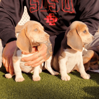 Beagle Puppies for sale in San Diego, California. price: $350