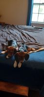 Beagle Puppies for sale in Benson, North Carolina. price: $350
