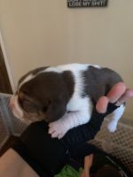 Beagle Puppies for sale in Reidsville, North Carolina. price: $325,400