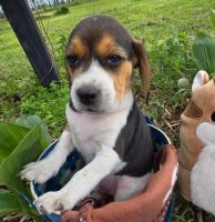 Beagle Puppies for sale in Houston, Texas. price: $1,800