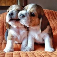 Beagle Puppies for sale in Bangalore, Karnataka. price: 10,000 INR
