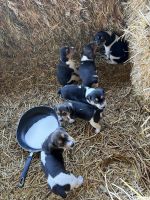 Beagle Puppies for sale in Sebastopol, California. price: $250
