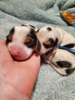 Beagle Puppies for sale in Yelm, Washington. price: $1,300