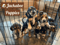 Beagle Puppies for sale in Ronda, North Carolina. price: $200