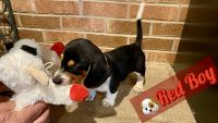 Beagle Puppies for sale in Ronda, North Carolina. price: $200