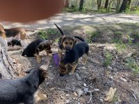 Beagle Puppies for sale in Cuba, Missouri. price: $25