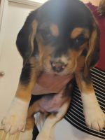 Beagle Puppies for sale in Dallas, Texas. price: $600