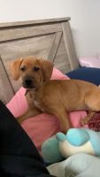 Beagle Puppies for sale in Mooresville, North Carolina. price: $450