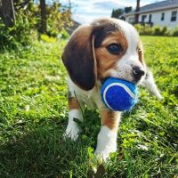 Beagle Puppies for sale in Houston, Texas. price: $560