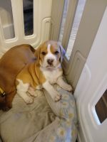 Beagle Puppies for sale in Cocoa, FL, USA. price: $700