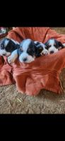 Beagle Puppies for sale in Rimersburg, PA 16248, USA. price: $400