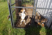 Beagle Puppies for sale in Owosso, Michigan. price: $1,500