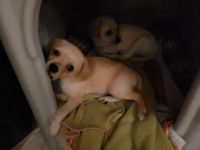 Beagle Puppies for sale in Angels, California. price: $500