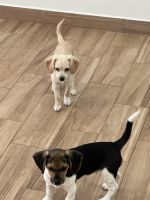 Beagle Puppies for sale in San Diego, California. price: $400