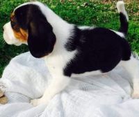 cute Beagle for sale