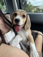 Beagle Puppies for sale in Pimpama QLD, Australia. price: $2,500