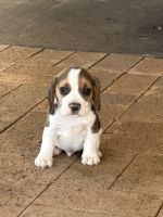 Beagle Puppies for sale in Yelarbon QLD 4388, Australia. price: $1,500