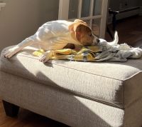 Beagle Puppies for sale in Totowa, NJ, USA. price: $240