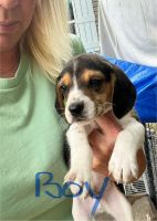 Beagle Puppies for sale in Bishopville, SC 29010, USA. price: $300