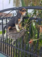 Beagle Puppies for sale in 9753 Sunglow St, Pico Rivera, CA 90660, USA. price: $600