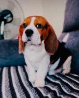 Beagle Puppies for sale in Austin, TX, USA. price: $600