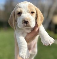 Lovely Beagle Puppies Ready Now