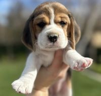 Lovely Beagle Puppies Ready Now