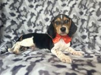 Biscuit-male beagle
