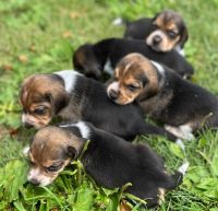 Beagle Puppies for sale in Mineral Point, WI 53565, USA. price: $450