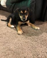 Beagle Puppies for sale in Fairmont, WV 26554, USA. price: $150