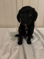 Beagle Puppies for sale in Fairmont, WV 26554, USA. price: $150