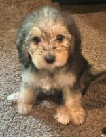 Beagle Puppies for sale in Fairmont, WV 26554, USA. price: $350