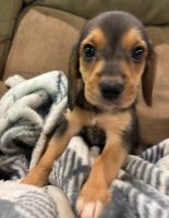 Beagle Puppies for sale in Fairmont, WV 26554, USA. price: $150