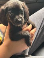 Beagle Puppies for sale in Fairmont, WV 26554, USA. price: $100