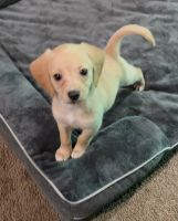 Beagle Puppies for sale in Fairmont, WV 26554, USA. price: $200