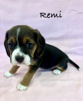 Beagle Puppies for sale in Colcord, OK 74338, USA. price: $2,300