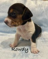 Beagle Puppies for sale in Colcord, OK 74338, USA. price: $2,200