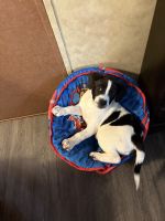 Beagle Puppies for sale in Pottsboro, TX, USA. price: NA