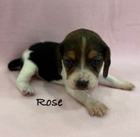 Beagle Puppies for sale in Colcord, OK 74338, USA. price: $2,400