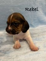 Beagle Puppies for sale in Colcord, OK 74338, USA. price: $2,300